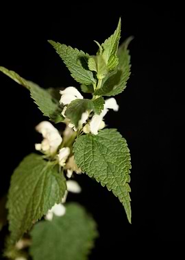 Lamium album flower macro