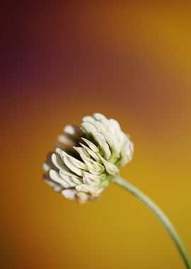Trifolium flower blossom