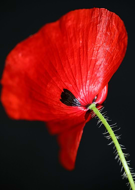 Papaver flower blossoming