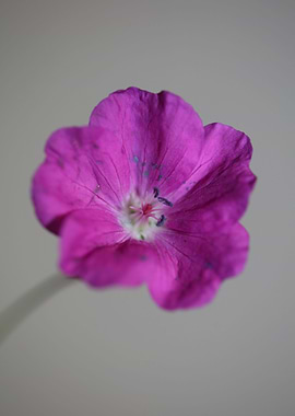 Geranium sanguineum flower