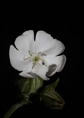 Silene flowering close up