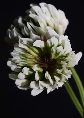 Trifolium nigrescens macro