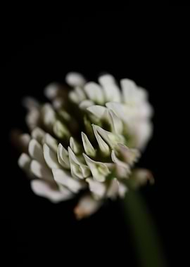 Trifolium nigrescens macro