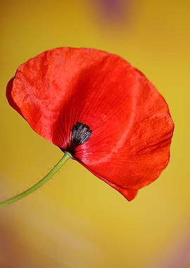 Papaver flower blossoming