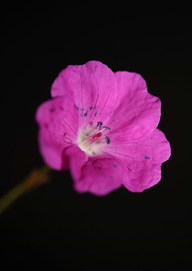 Pink flower blossom macro