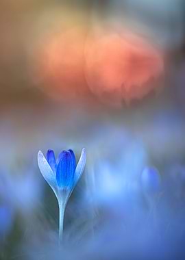 Early morning crocus