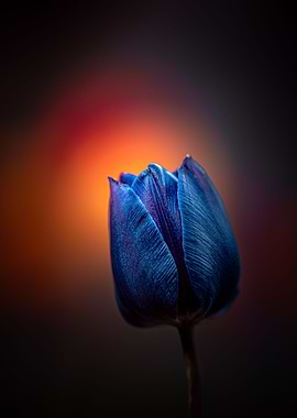 Blue tulip sunset