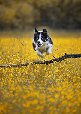Dog, Border Collie, pet