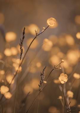 Yellow flower, wild meadow