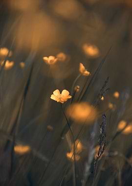 Yellow flower, wild meadow