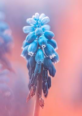 Grape hyacinth