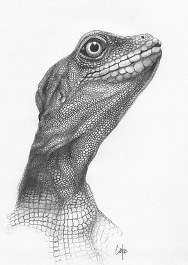 Hypomelanistic Iguana
