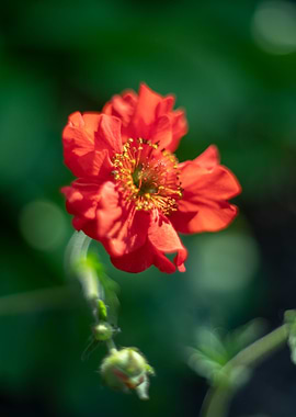 Red flowers, spring garden