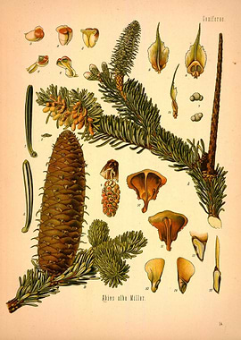Coniferae
