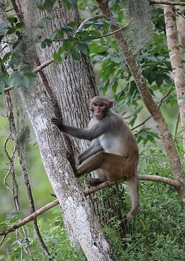 Wild Macaque
