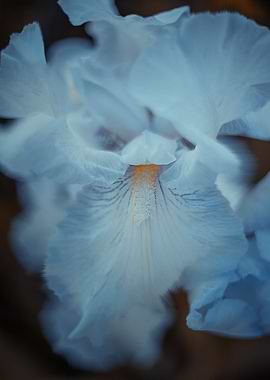 Blue white flowers, macro