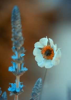 Blue and white flowers