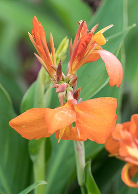 iris gladiolus in bloom in