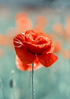 Red field poppies, macro