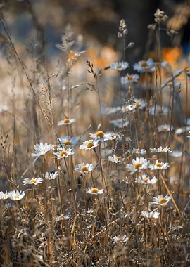 White camomile,wild meadow