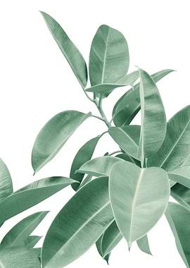 Ficus Elastica Soft Green