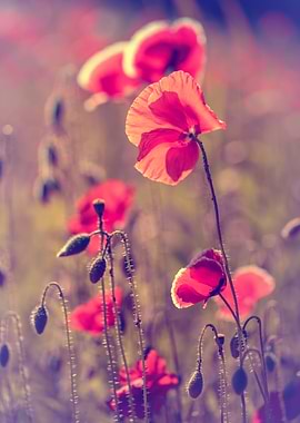 Red poppy flowers, macro