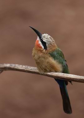 Bee Eater