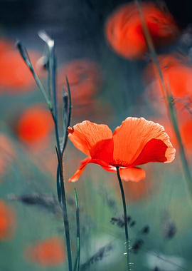 Red field poppies, macro