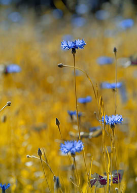 Cornflowers, summer meadow