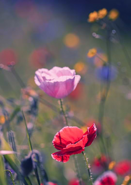 Red poppy flowers, macro