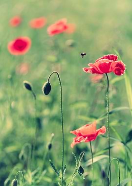 Red poppy flowers, macro