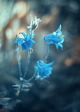 Blue bells, macro flowers