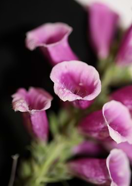 Purple flower blossoming