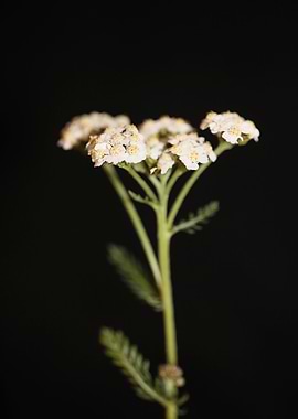 White flower blossom macro