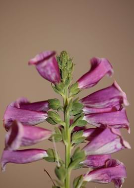 Purple purpurea flowering