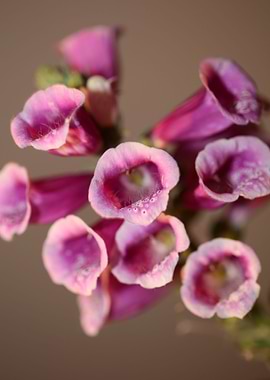 Purple purpurea flowering