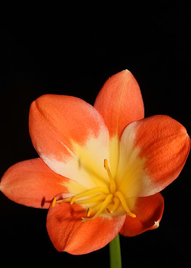 Orange clivia flower macro