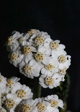 White flower blossom macro