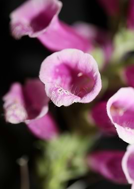 Purple flower blossoming
