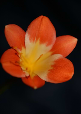Orange clivia flower macro