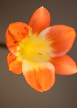 Orange clivia flower macro