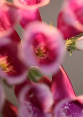 Purple flowering close up