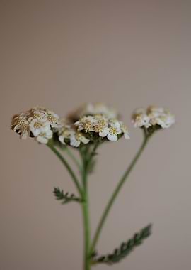 White flower blossom macro
