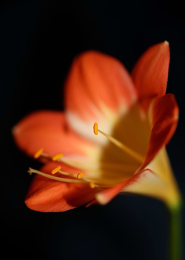 Orange clivia flower macro