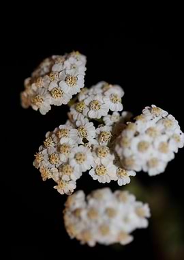 White flower blossom macro