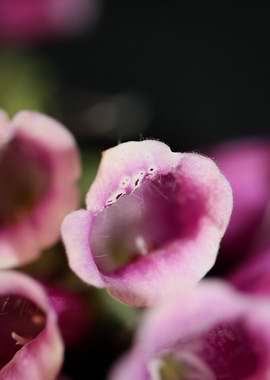 Purple flower blossoming
