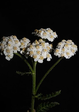 White flower blossom macro