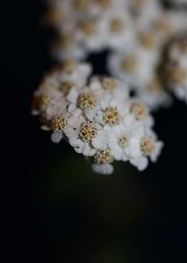 White flower blossom macro