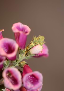 Purple flowering close up