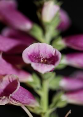 Purple flowering close up